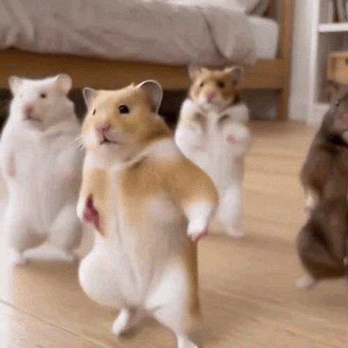 Three Hamsters Are Standing On Their Hind Legs On A Wooden Floor . GIF