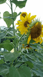 Three-headed Sunflower