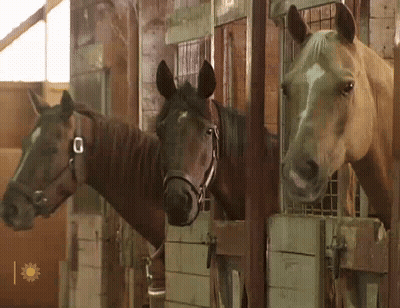 Three Horses Standing In Stable With Sun GIF