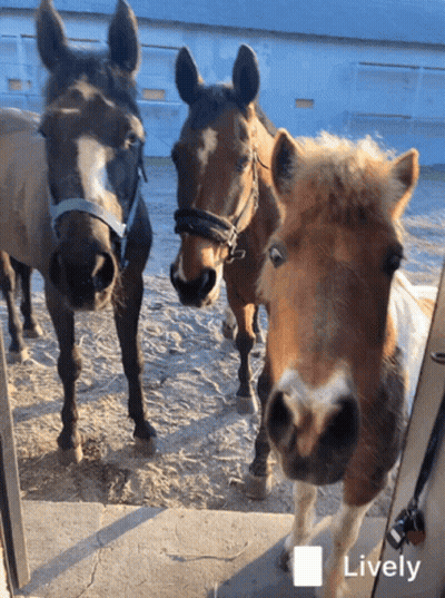 Three Horses Standing Lively GIF