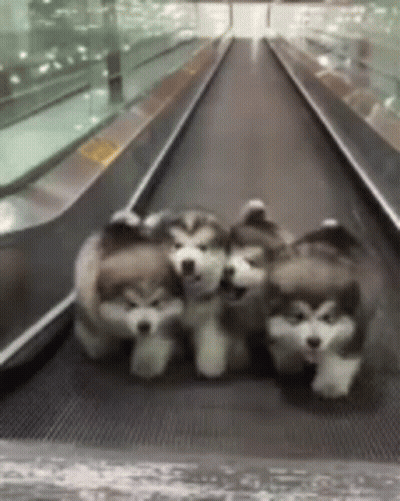 Three Husky Puppies Walking Down Escalator GIF