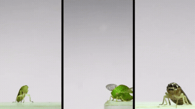Three Images Of A Bug With The Letters Rp On It GIF