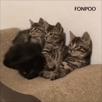 Three Kittens Are Sitting Next To Each Other On A Bed . GIF
