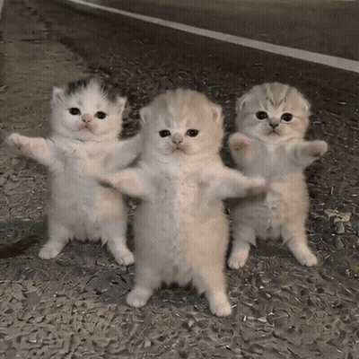 Three Kittens Are Standing Next To Each Other On The Ground And Looking At The Camera . GIF