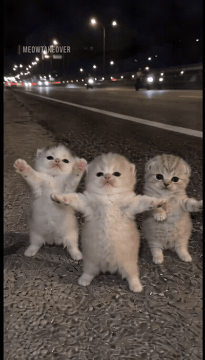 Three Kittens Are Standing Next To Each Other On The Side Of A Road .. GIF