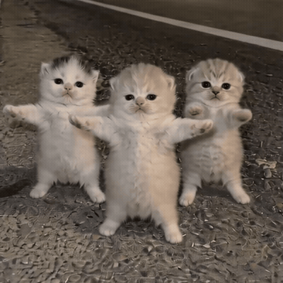 Three Kittens Are Standing Next To Each Other With Their Paws Outstretched GIF