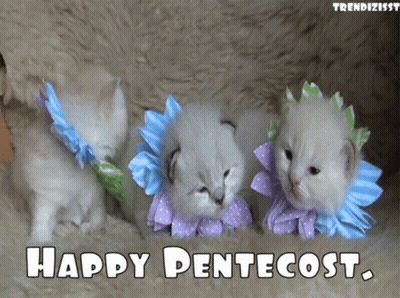 Three Kittens Happy Pentecost GIF