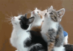 Three Kittens Looking Up GIF