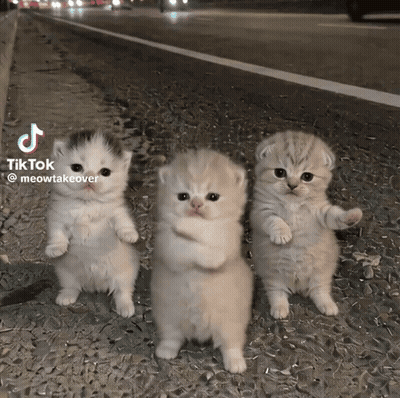 Three Kittens On Sidewalk With TikTok GIF