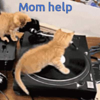 Three Kittens Playing Music On Turntable GIF