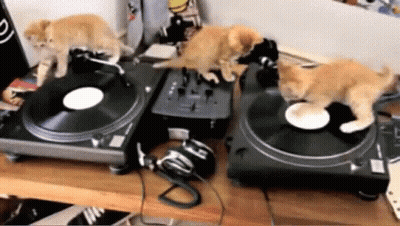 Three Kittens Playing Records On Two Turntables GIF