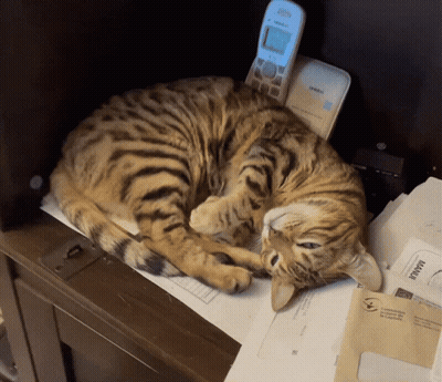 Three Kittens Singing Playing Instruments Good Morning Wishing You A Lovely Day GIF