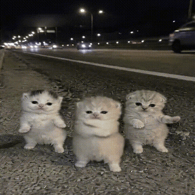Three Kittens Standing By Road GIF