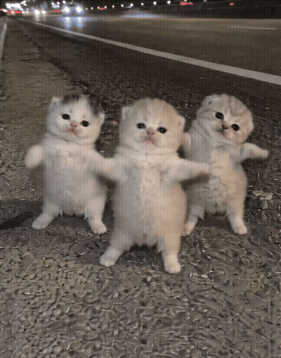 Three Kittens Standing on Sidewalk