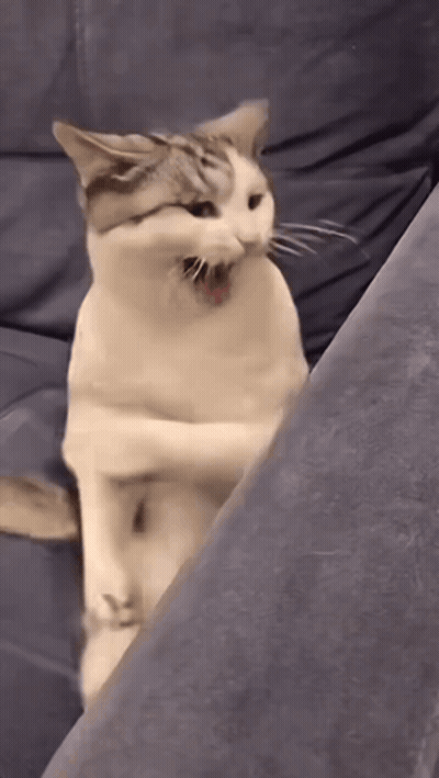 Three Kittens Standing On Sidewalk With TikTok GIF