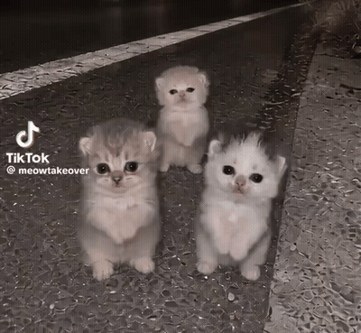 Three Kittens Standing On Sidewalk With TikTok GIF