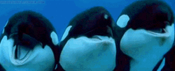 Three Laughing Orca GIF