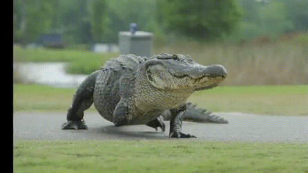 Three Legged Alligator Walking GIF
