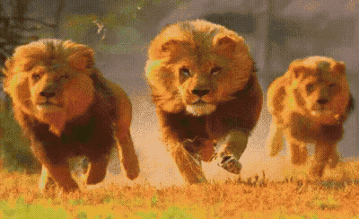 Three Lion Cubs Are Running In A Field GIF
