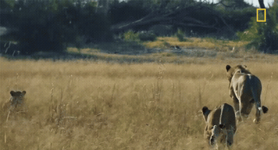 Three Lions Are Running In A Field With A National Geographic Logo On The Bottom Right GIF