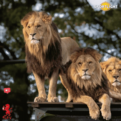 Three Lions Are Standing And Laying On A Wooden Platform With The Word Sportlicht Behind Them GIF