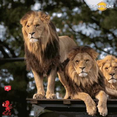 Three Lions Standing And Laying On A Wooden Platform With The Word Sportlicht On The Bottom GIF