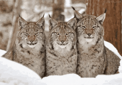 Three Lynx Are Laying In The Snow And Smiling For The Camera GIF