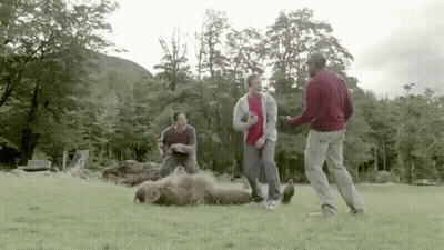 Three Men Playing With Dog On Grass GIF