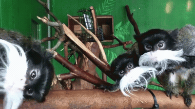 Three Monkeys Sitting On Branch One With White Mustache GIF