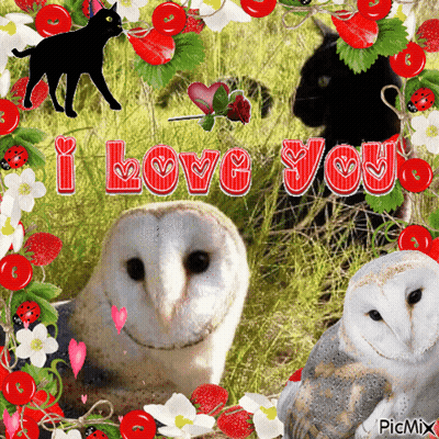 Three Owls And Black Cat I Love You GIF