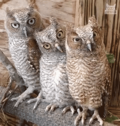 Three Owls Sitting Next To Each Other With Owl Collective Logo GIF