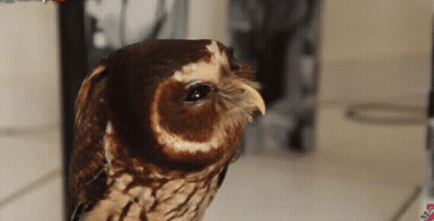 Three Owls Sitting Together With Owl Collective Logo GIF