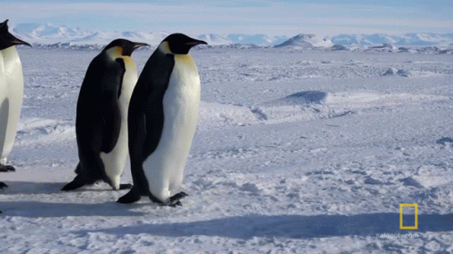 Three Penguins Are Walking In The Snow With The National Geographic Logo In The Corner GIF