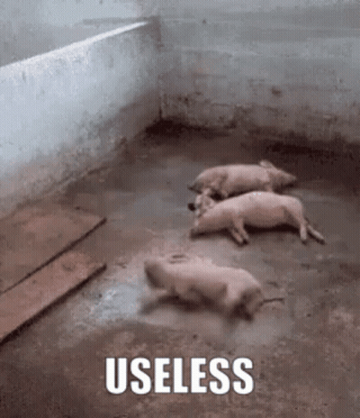 Three Pigs Are Laying On The Ground In A Dirty Room With The Words Useless Written On The Bottom . GIF