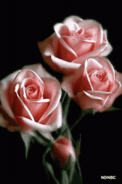 Three Pink Roses Are On A Black Background GIF