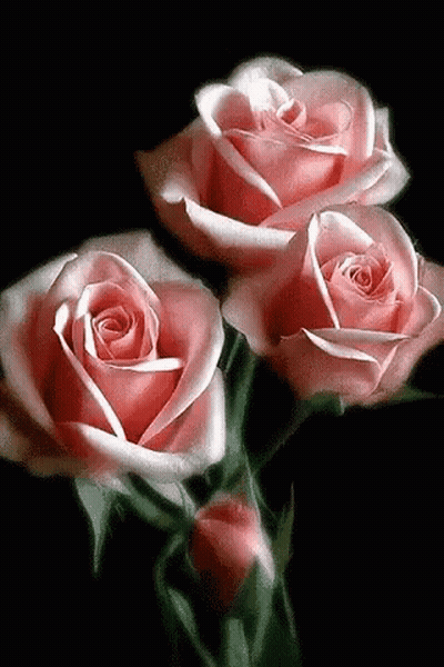 Three Pink Roses With Green Leaves On Black GIF