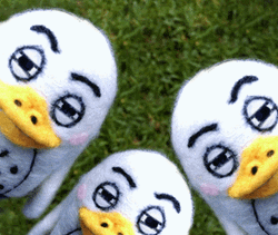 Three Platypus Staring GIF