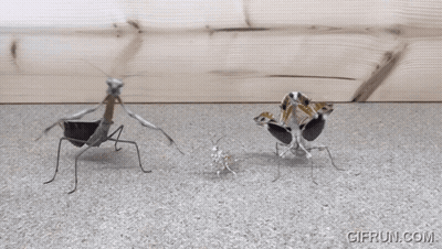 Three Praying Mantises Standing Together With Gifrun Watermark GIF