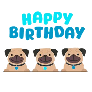 Three Pugs In Front Of Birthday Sign Sticker