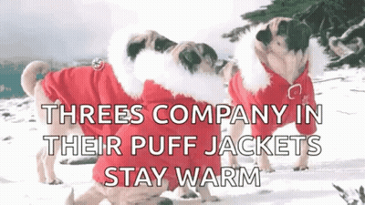 Three Pugs In Red Puff Jackets In Snow GIF