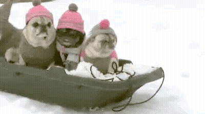 Three Pugs Riding Sled In Snow GIF