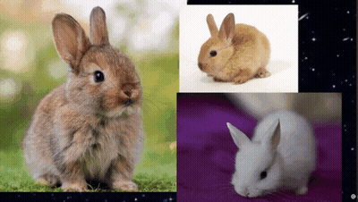Three Rabbits Collage Purple Background GIF