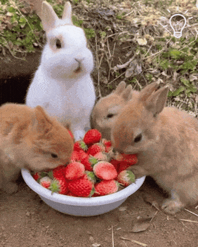 Three Rabbits Eating Strawberries GIF