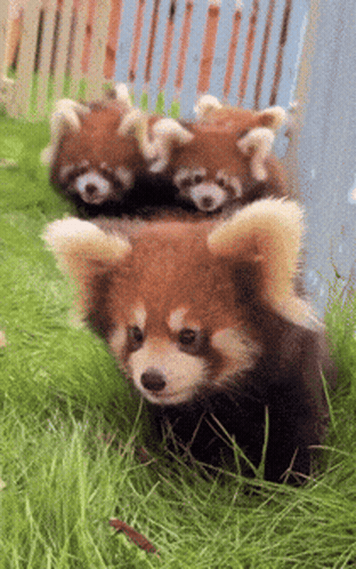 Three Red Pandas Walking In Grass GIF