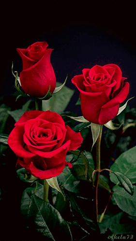 Three Red Roses Against A Black Background With The Number 73 On The Bottom Right GIF