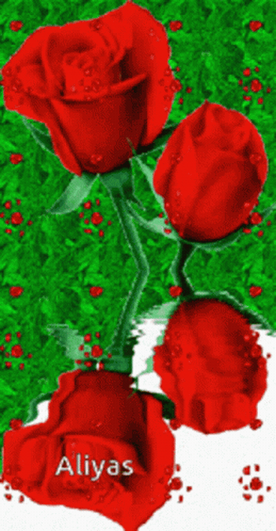 Three Red Roses Named Aliyas GIF