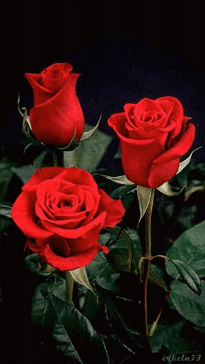 Three Red Roses On A Black Background With The Number 73 GIF