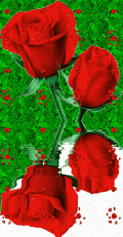 Three Red Roses Surrounded By Green Leaves GIF