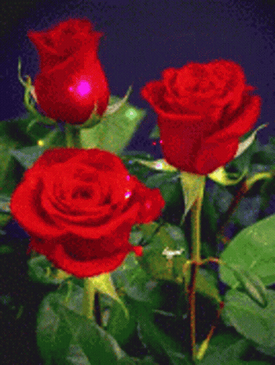 Three Red Roses Surrounded By Green Leaves On Dark Blue GIF