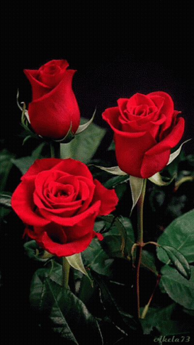 Three Red Roses With Number 73 GIF